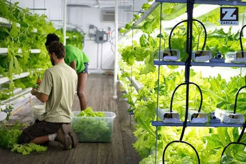 Agricultura en contenedores: la nueva receta para la nutrición hospitalaria 1 agricultura en contenedores